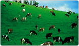スターリミルク（免疫ミルク）は、今はニュージランドで育てられた乳牛から生産